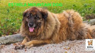 ESTRELA MOUNTAIN DOG