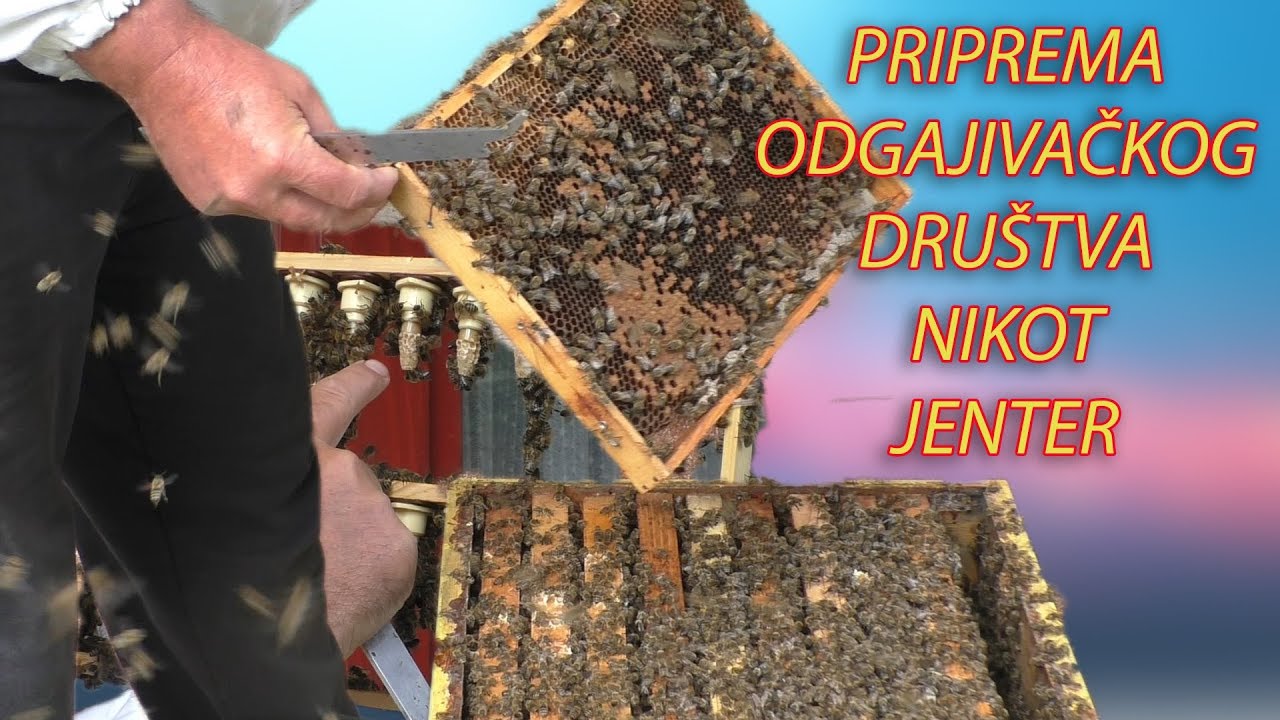 Priprema odgajivačkog društva za Nikot, Jenter ili drugi način uzgoja matica