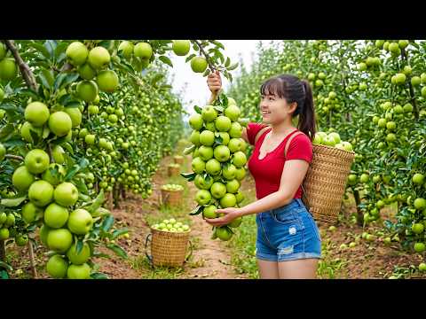 Harvesting Tons of Fresh Green Apples | 3-Wheeled Truck Loaded With Apples for Village Market