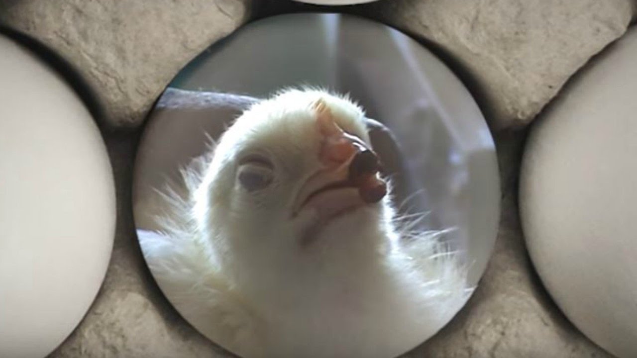 ¿De dónde vienen los huevos? industrial socket