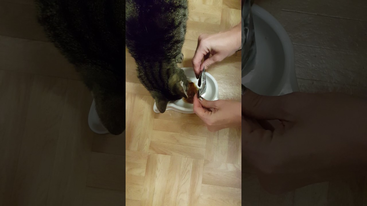 sheba classic soup test