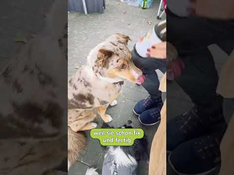 TJURE Moro – Natürliche Unterstützung für den Hundedarm. Mit Liebe. Mit Sinn. Mit Wirkung.