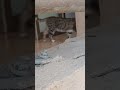 what should I name the cat part 6