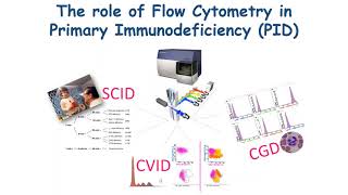 The role of Flow Cytometry in the laboratory approach of Primary Immunodeficiency screenshot 4