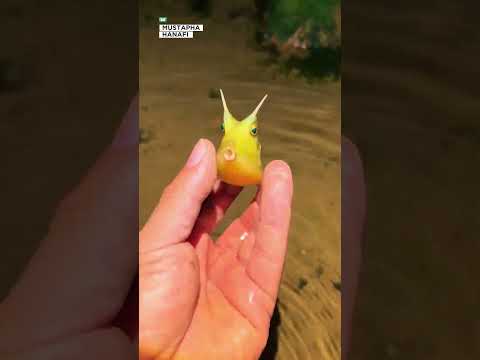 سمكة غريبة رش ت الماء على صاحبها