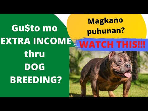 Video: Paano Kumita Ng Pera Sa Mga Aso