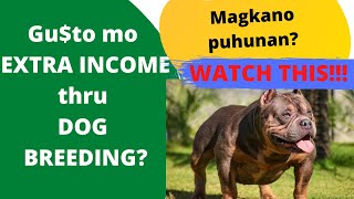 MADALI BA KUMITA SA DOG BREEDING? WATCH THIS!