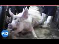 Sexual Abuse EXPOSED What The Meat Industry Is Trying To Hide Sexual Abuse EXPOSED What The Meat Industry Is Trying To Hide