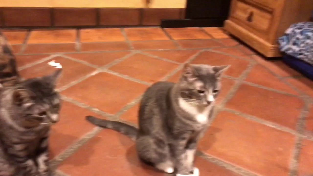 feline infectious peritonitis natural treatment Zen by Cats at HouseOfNekko