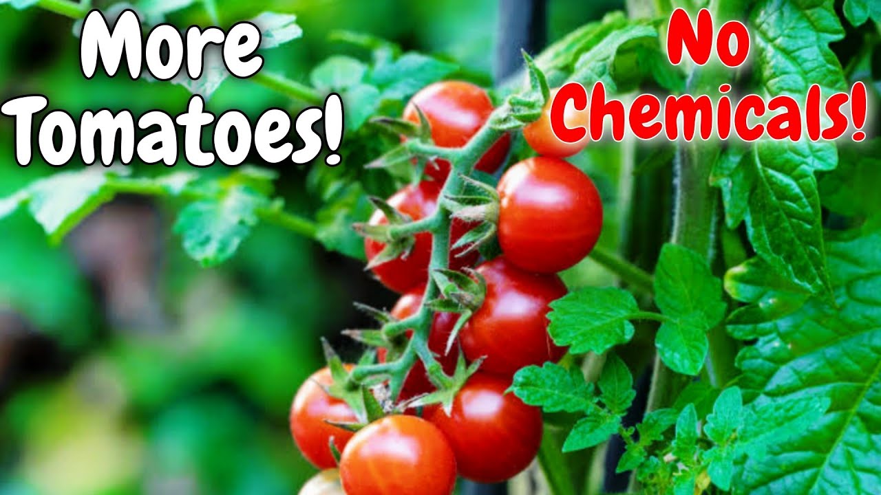 Want More Tomatoes at Home? Try These Proven Hacks for Bigger Yields!