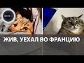 Украинский мемный кот Степан жив и эмигрировал во Францию | Любимец Бритни Спирс в безопасности