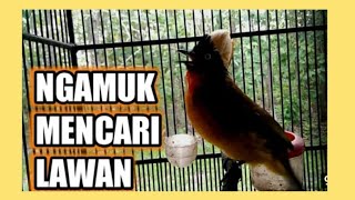 Kutilang Emas Ngamuk Mencari Lawan