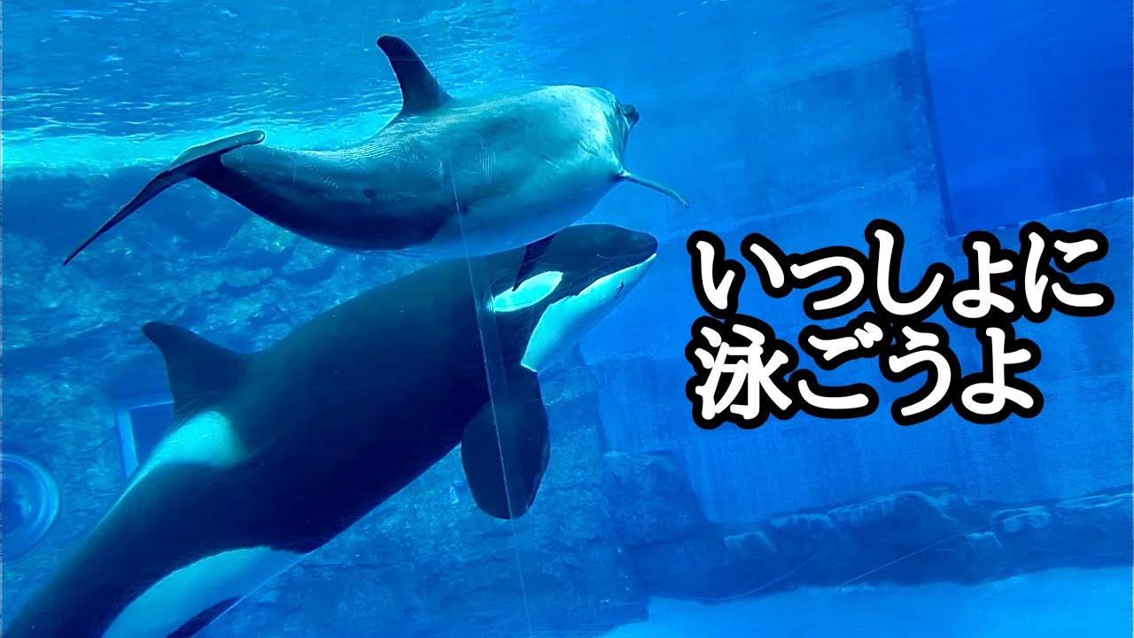 イルカに誘われて泳ぎ出すシャチのリンちゃん【名古屋港水族館