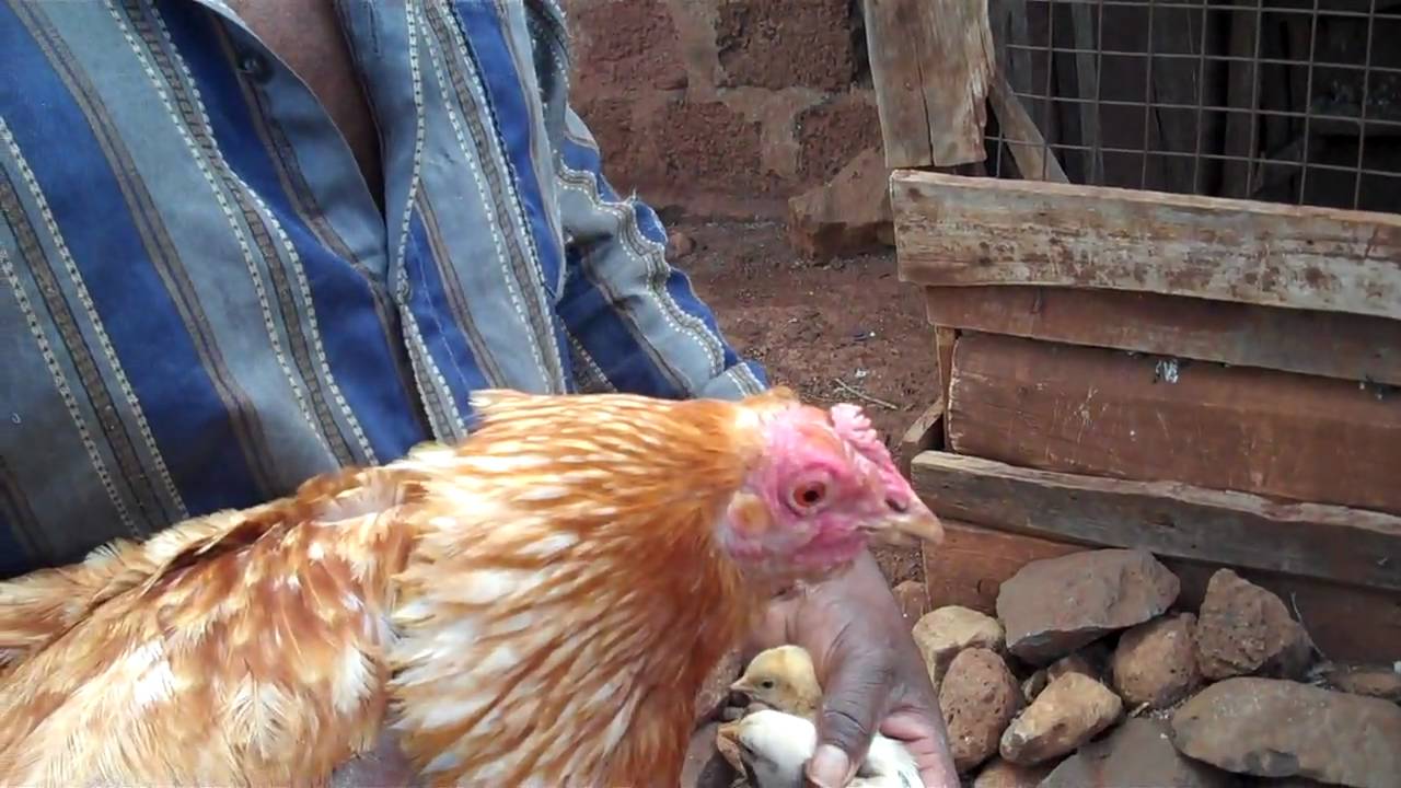 Newcastle Disease - YouTube