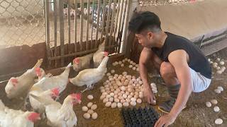 Inside a Massive Egg Farm – Daily Egg Collection Process.