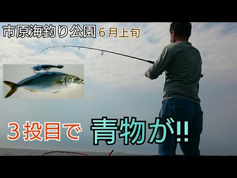 市原海釣り公園 青物狙いでルアーを投げたらまさかの３投目でヒット Youtube