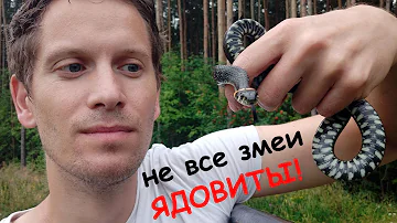 Не обижайте змей (Уж обыкновенный)