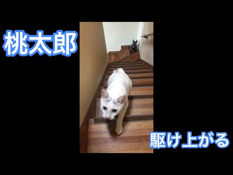 階段を駆け上がる猫