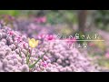 《4月上旬の庭》バラが咲きはじめ、グランドカバーのロンギカウリスタイムは見頃を迎えています。無農薬の庭からお届けするガーデニングVlogです。