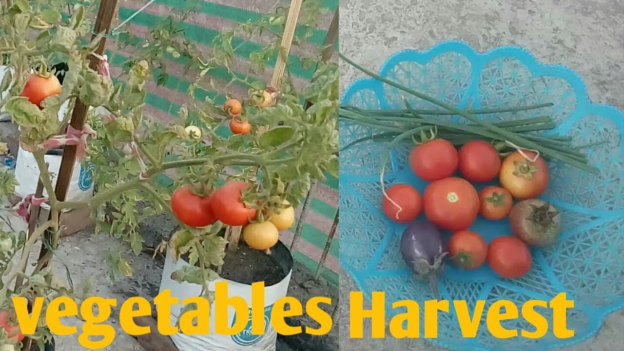 vegetables harvest first time - YouTube