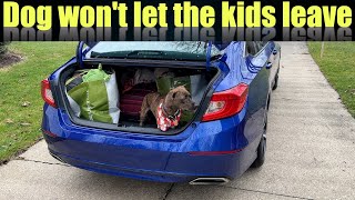 Dog won't let the kids leave without him by Great Dane Channel 584 views 1 month ago 10 minutes, 46 seconds