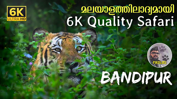 Inside Bandipur National Park | Animal paradise of South India | Karnataka JLR Forest Safari in 6K thumbnail