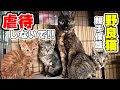 【虐待から野良猫を救う】怪我をしている野良猫の親子を保護しました（まーちゃん親子、保護猫）