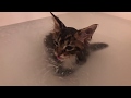 Maine Coon Kitten Molly's First Bath!