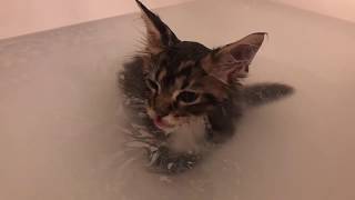 Maine Coon Kitten Molly's First Bath!