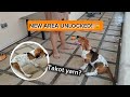 First time sa bagong area! Natakot kaya ang 4-month-old pup ko? 