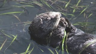 Bay Area Wildlife HD by Fred Heiman 6,211 views 9 years ago 22 minutes