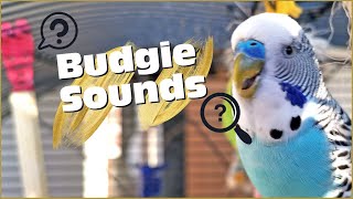 Budgie Sounds: What Is My Budgie Telling Me?