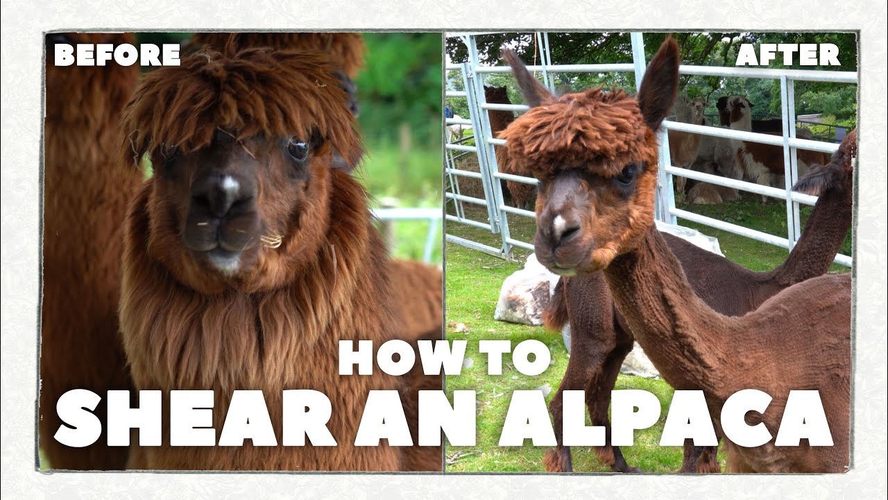 How to Fix a Snag in Alpaca Clothing? - Alpaca by Design