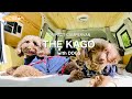 新登場‼️話題のNV200 キャンピングカー「Kago」【愛犬とソロキャンプ女子】