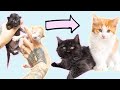 SO RELAXING: Watch kittens grow up in 10 minutes!