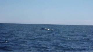 20090901 Blue Whale at Gaspe sea near Percé, Canada