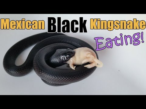 Feed My Pet Friday Mexican Black Kingsnake Youtube Feed My Pet Friday Mexican Black Kingsnake Youtube