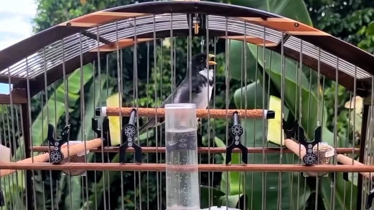 Canto tui tui curto e rápido para ensinar futuros campeões sem intervalos