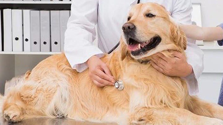 Bệnh care thường xảy ra ở giống chó nào năm 2024