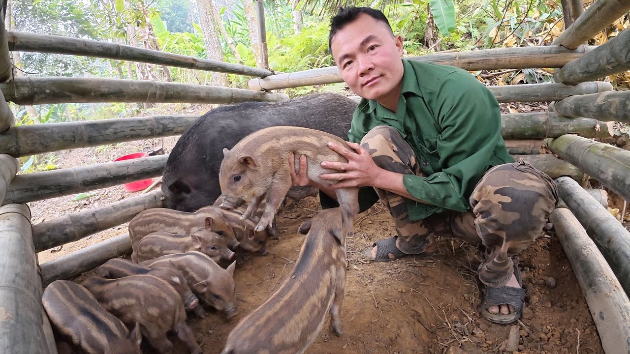 Đi vào rừng đưa đàn lợn trở về nhà, cuộc sống tự nhiên