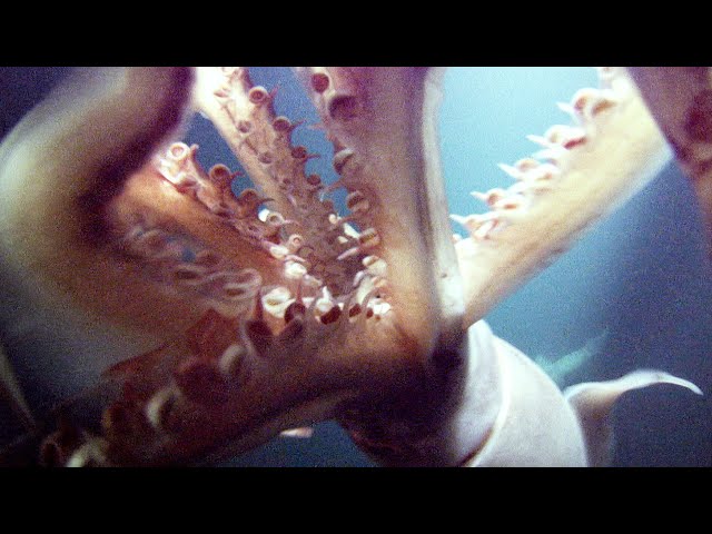 2 Metre Long Humboldt Squid Hunt In Packs | Life | BBC Earth class=