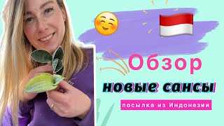 Обзор новых санс! Посылка из Индонезии 🇮🇩 #сансевиерия #сансы #sansevieria