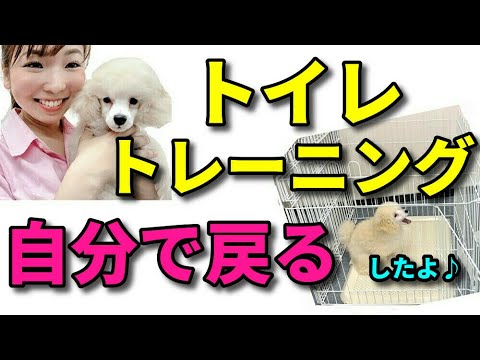 【子犬 トイレトレーニング】愛犬のトイレのしつけ自分でトイレに戻るように教える方法!新遠藤エマチャンネル【犬のしつけ@横浜】