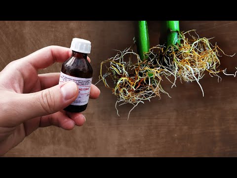 Видео: Техника черенкования корней – узнайте, как срезать черенки растений