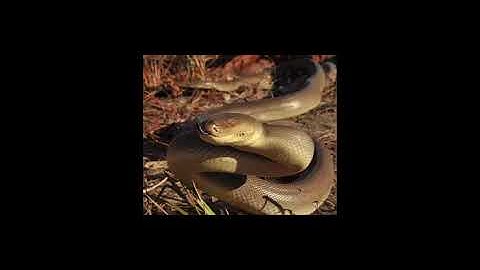 Liasis olivaceus or olive python
