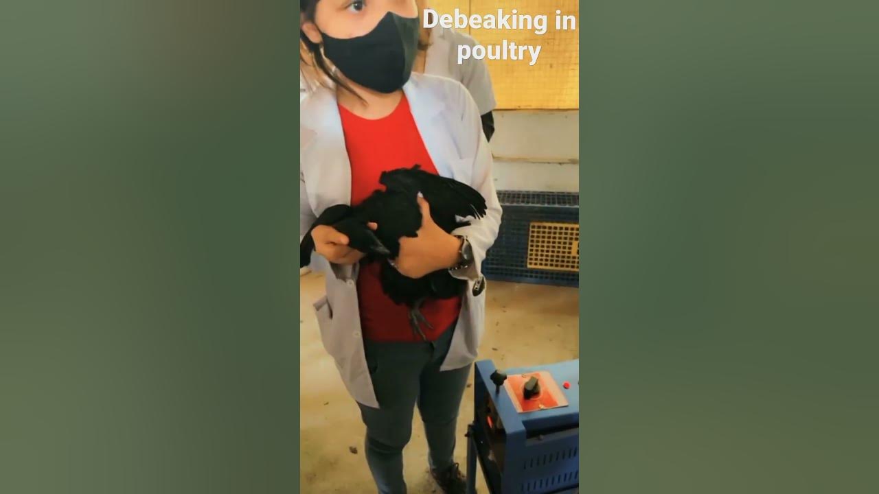 debeaking-in-poultry-at-vet-short-youtube