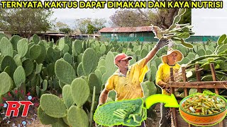 WAH TERNYATA KAKTUS DAPAT MENJADI SUPER FOOD DI MEKSIKO | PERTANIAN KAKTUS KAYA MANFAAT