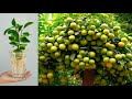 Unique skill grafting for lemon in whittle with aloe vera   how to grow lemons trees fruits