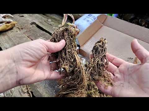 Обзор посылки с флоксами от А.Калугиной.