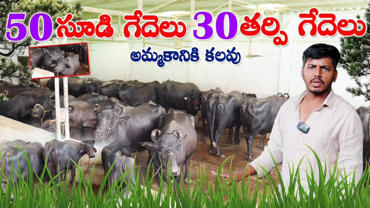 డైరీ ఫార్మ్ లో 50 సూడి గేదెలు 30 తర్పి గేదెలు అమ్మకానికి కలవు| Pregnant Buffaloes for sale | CBNews